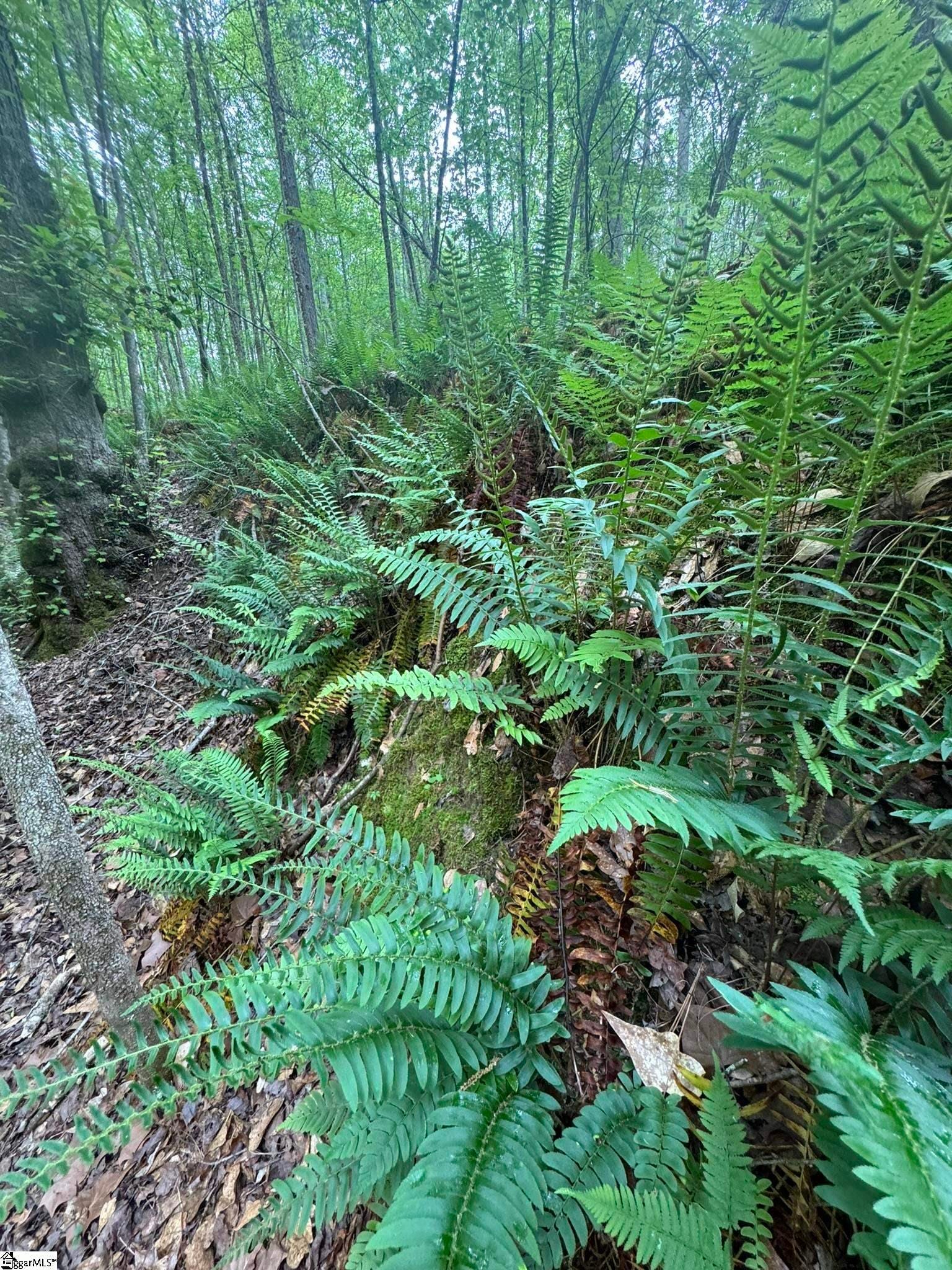 Tract 9 Griffin Mill Road, Pickens, SC 296710000