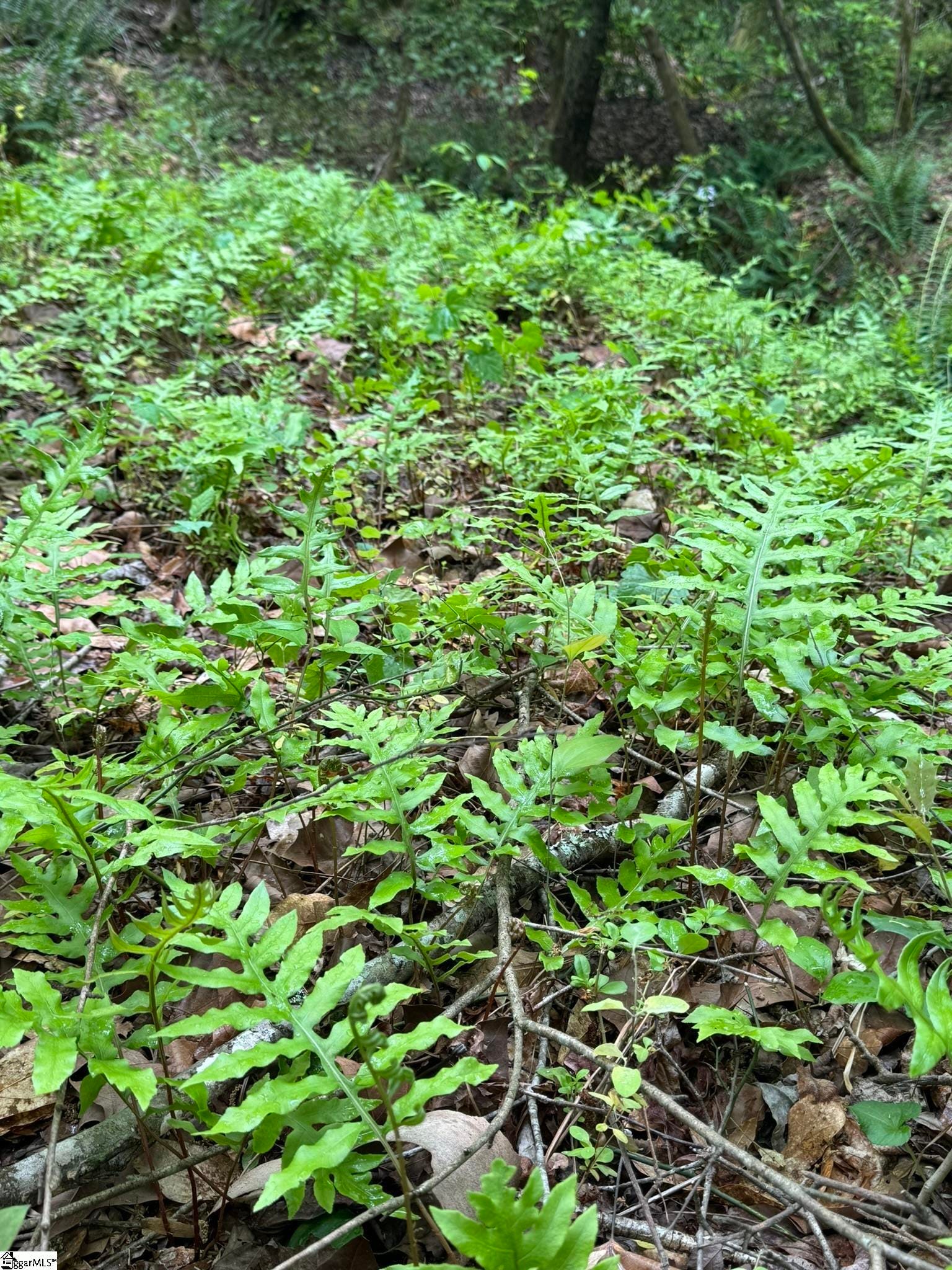 Tract 9 Griffin Mill Road, Pickens, SC 296710000